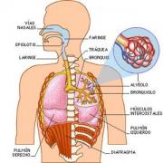咳